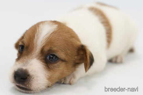 成約済の神奈川県のジャックラッセルテリア-240350の2枚目